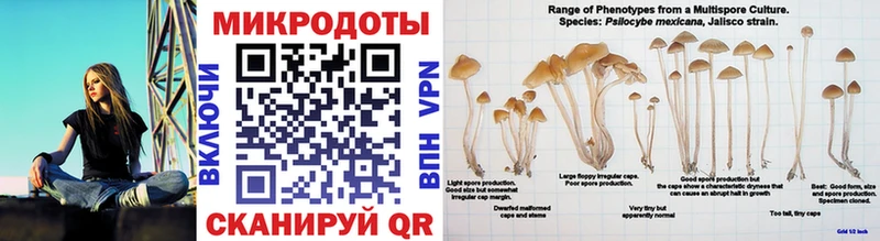 Галлюциногенные грибы Psilocybine cubensis  Белинский 